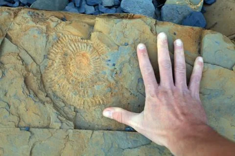 Ammonite Stock Photos