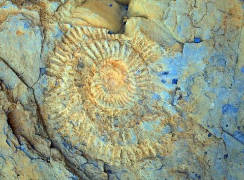 Ammonite Stock Photos