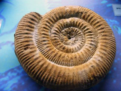 Ammonite Stockfoto's