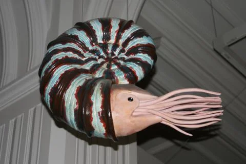 Ammonite Stock Photos