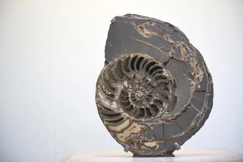 Ammonite Stock Photos