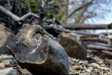 Ammonite Foto stock