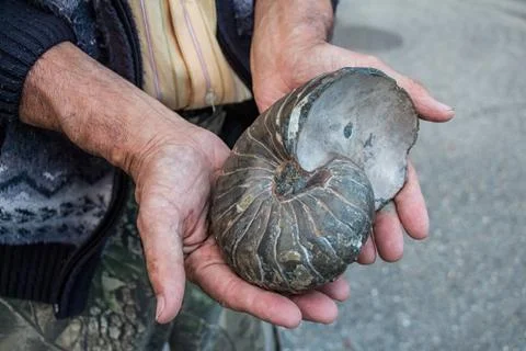 Ammonite shell in hands Foto stock