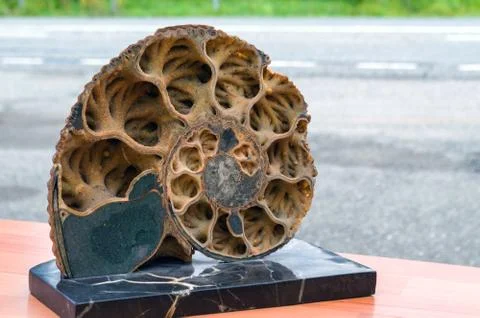 Ammonite shell in section Stock-Fotos