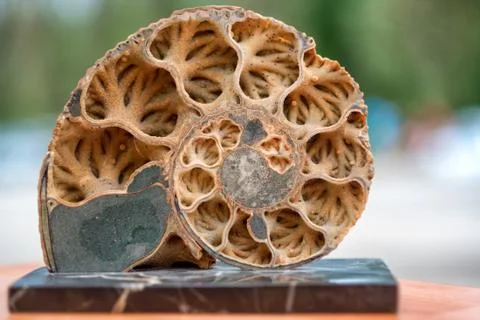 Ammonite shell viewed in section Foto stock