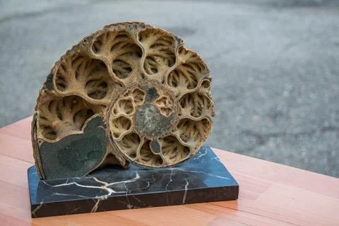 Ammonite shell viewed in section Foto stock