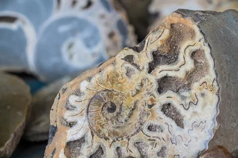 Ammonite shell viewed in section Foto stock
