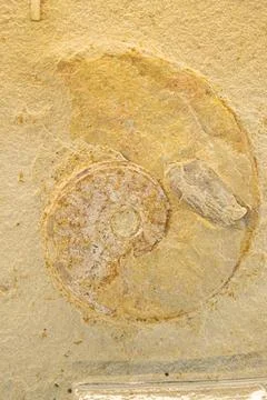 Ammonites. Ancient seashells close up. Background, texture. Selective focus Soft Stock Photos