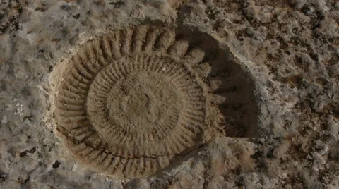 Ammonites Stock Footage 35684237