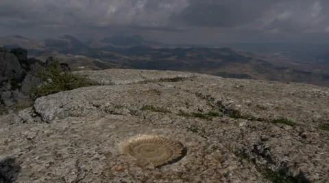 Ammonites Stock Footage 35684320