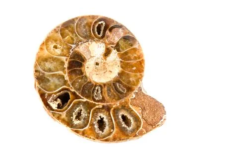 Ammonites Foto stock