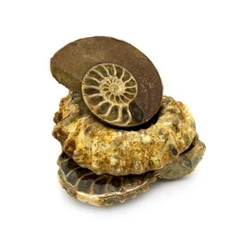 Ammonites Stock Photos