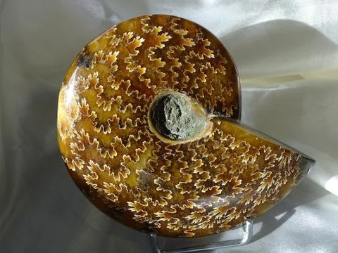 Ammonites 스톡 사진