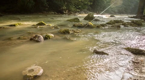 Ammonites in river 動画素材 58320517