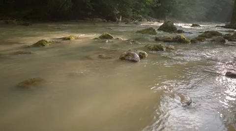 Ammonites in river 動画素材 58320690