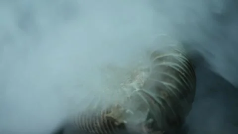 Ammonoidea in the haze close-up Stock Footage 269726149