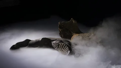 Ammonoids in the haze close-up Stock Footage 269901985