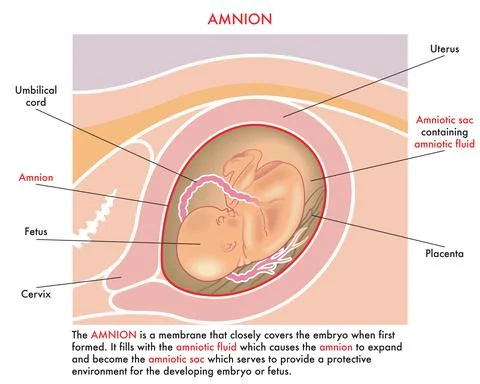 Amnion Stock Illustration