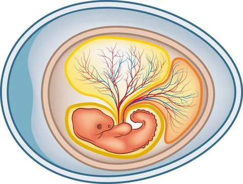 Amniotic egg Stock Illustration
