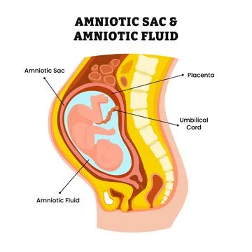 Amniotic sac and amniotic fluid structure anatomy, protects fetus during pr.. Stock Illustration