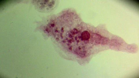 Amoeba-3 Stock Photos