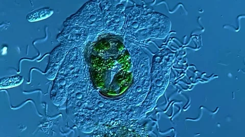 Amoeba colony surrounding euglena under microscope 스톡 동영상 306584420
