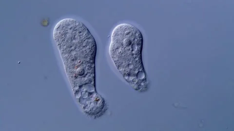 Amoeba couple under microscope 库存影片 310647296