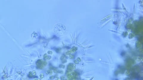 Amoeba crawls among green algae - 400X magnification Stock Footage 303016786