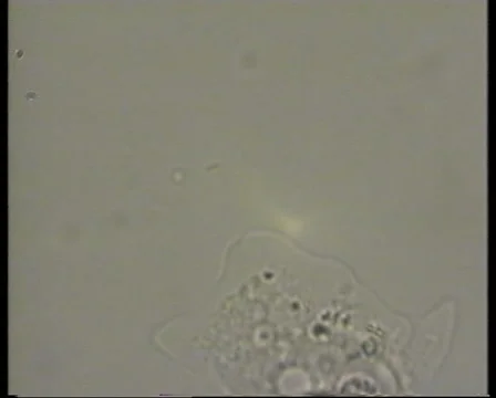 Amoeba Crawls-JPEG 75 PAL 스톡 동영상 5166008