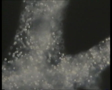 Amoeba CU1-JPEG 75 PAL 스톡 동영상 3136788