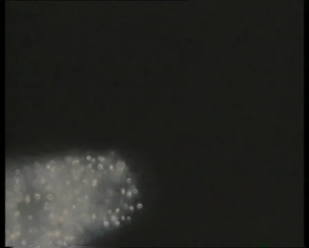 Amoeba CU3-JPEG 75 PAL 스톡 동영상 3135196