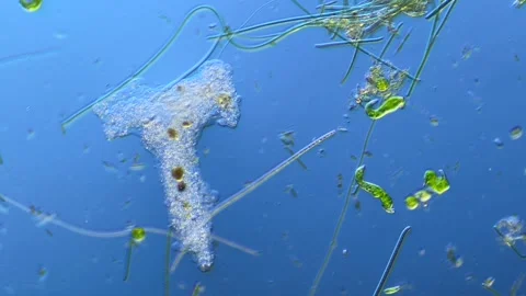 Amoeba Euglena Cyanobacteria and other microorganisms under microscope at 100× Stock Footage 346345804