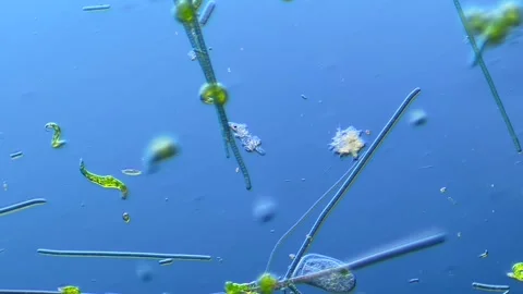 Amoeba Euglena Cyanobacteria and other microorganisms under microscope at 100× Stock Footage 346345852