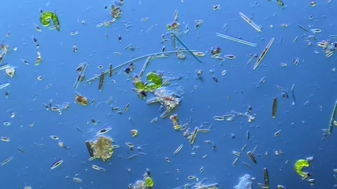 Amoeba Euglena Cyanobacteria and other microorganisms under microscope at 100× Stock Footage 346345922