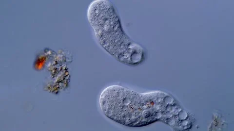 Amoeba 스톡 동영상 310647292