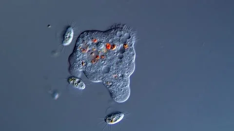 Amoeba forms, microscope view 400x Vidéo 310649766