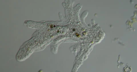 Amoeba forms pseudopods Stock Footage 157592564