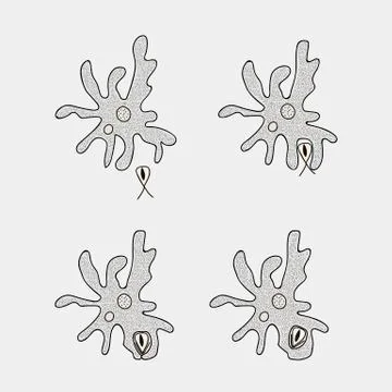 Amoeba Stock Illustration