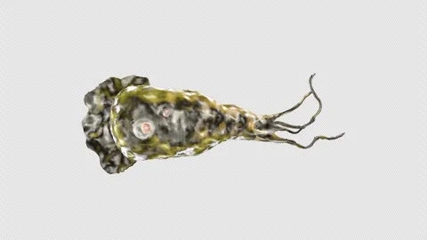 Amoeba Micro organism loop with Alpha Stock Footage 280951374