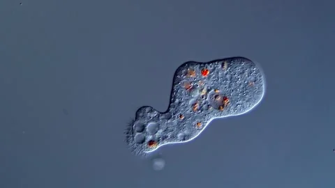 Amoeba microscopic live cell 400x Vídeos de archivo 310649692