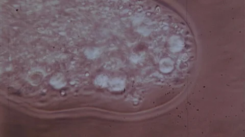 Amoeba Microscopic Microscope Cell Microorganism Biology Vintage 16mm Film Movie Vídeos de archivo 88260864