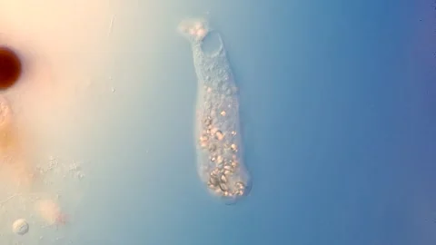 Amoeba Movement - DIC Microscopy Stock Footage 315983707