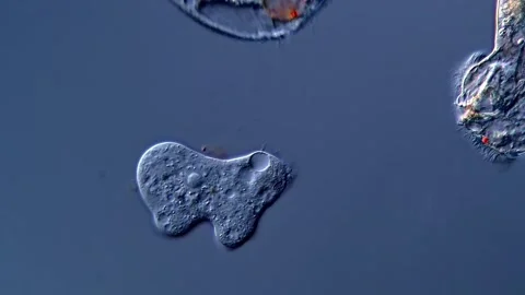Amoeba, pond water sample under microscopy 400x magnification 스톡 동영상 310314313
