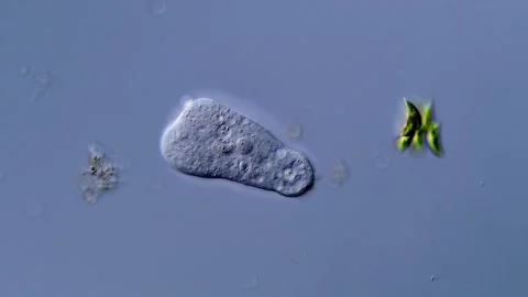 Amoeba in pond water under microscope Vídeos de archivo 310647423
