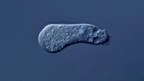 Amoeba in pond water under microscopy view Vidéo 310313892