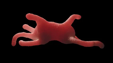 Amoeba proteus 库存影片 305632296