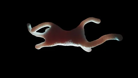 Amoeba proteus Stock Footage 305632302