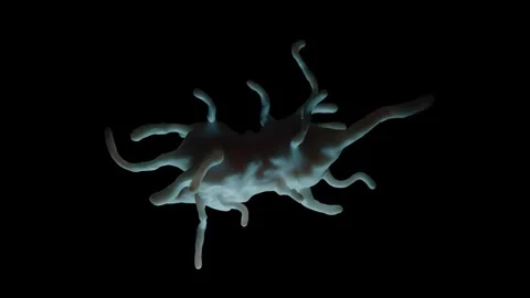 Amoeba proteus Stock Footage 305632303