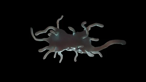 Amoeba proteus Stock Footage 305632304