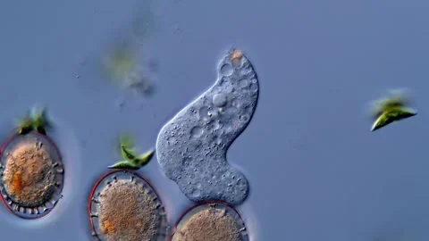 Amoeba protist under microscope view 400x 스톡 동영상 310311951